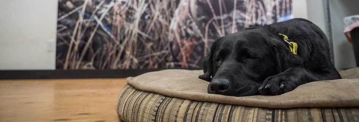 Black dog with yellow tag sleeping on a tan-topped, striped brown dog bed.