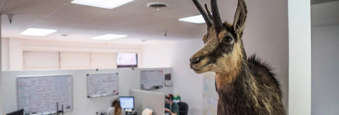 Brown and black taxidermy chamois head with slender, hooked horns.