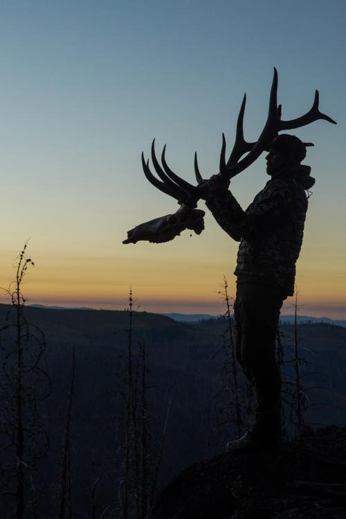 Black silhouette of a person holding large elk antlers & skull at sunset.