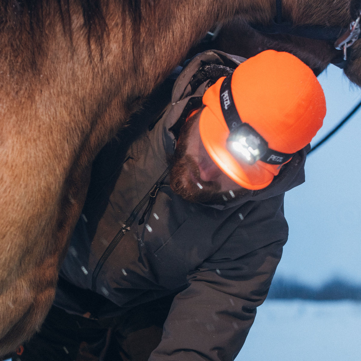 Brightly lit Petzl headlamp on an orange hat, worn by a bearded person working on a horse.
