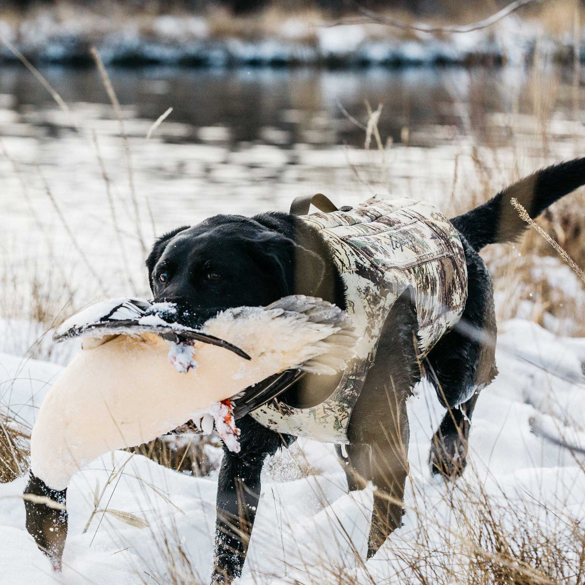 Black Labrador retriever wearing a camouflage dog hunting vest with a top handle, carrying a retrieved duck in snow.