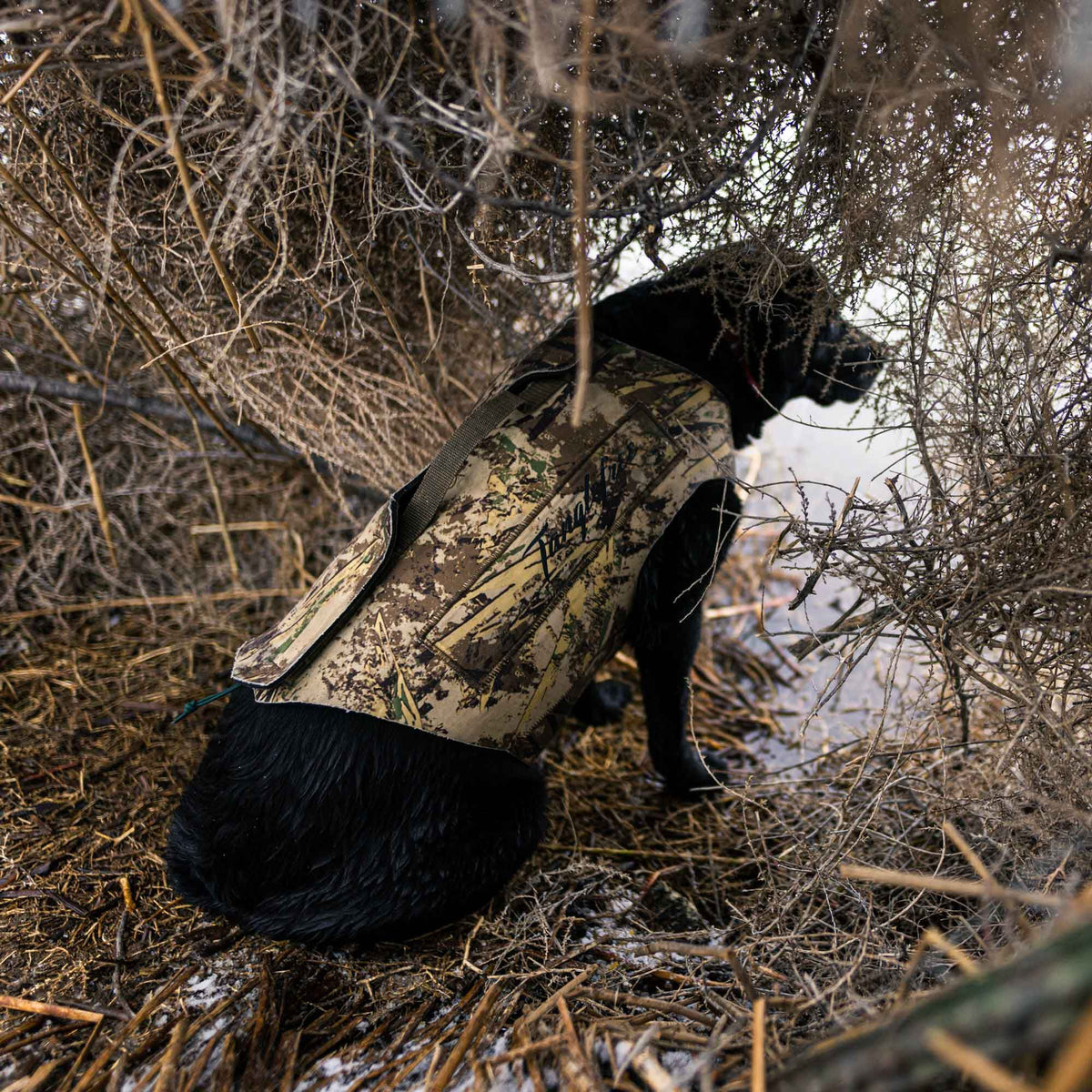 Black dog wearing a camouflage Tanglefree dog blind vest with a top handle, sitting in dense brush by the water.