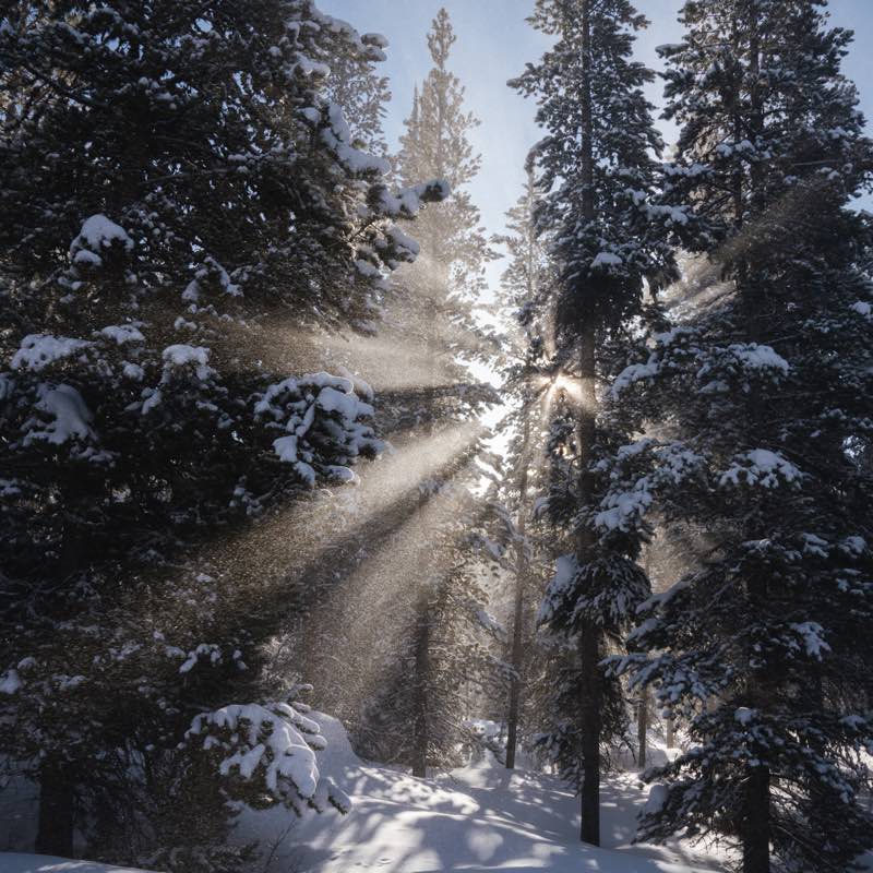 Snowy pine forest with sun rays beaming through dark trees and illuminated falling snow.