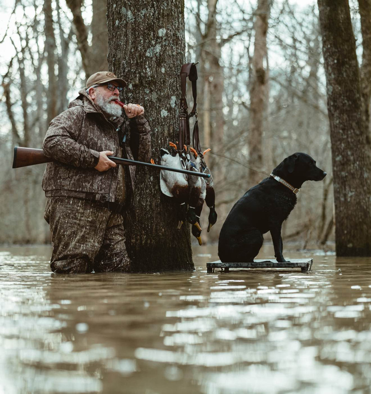 Camo duck hunter with rifle and black Lab on stand next to harvested ducks in water.