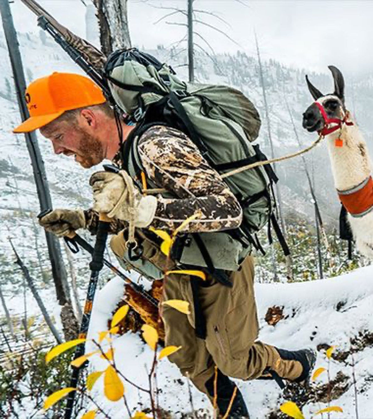Orange cap, camo shirt, green pack, rifle on man hiking with white llama in snow.