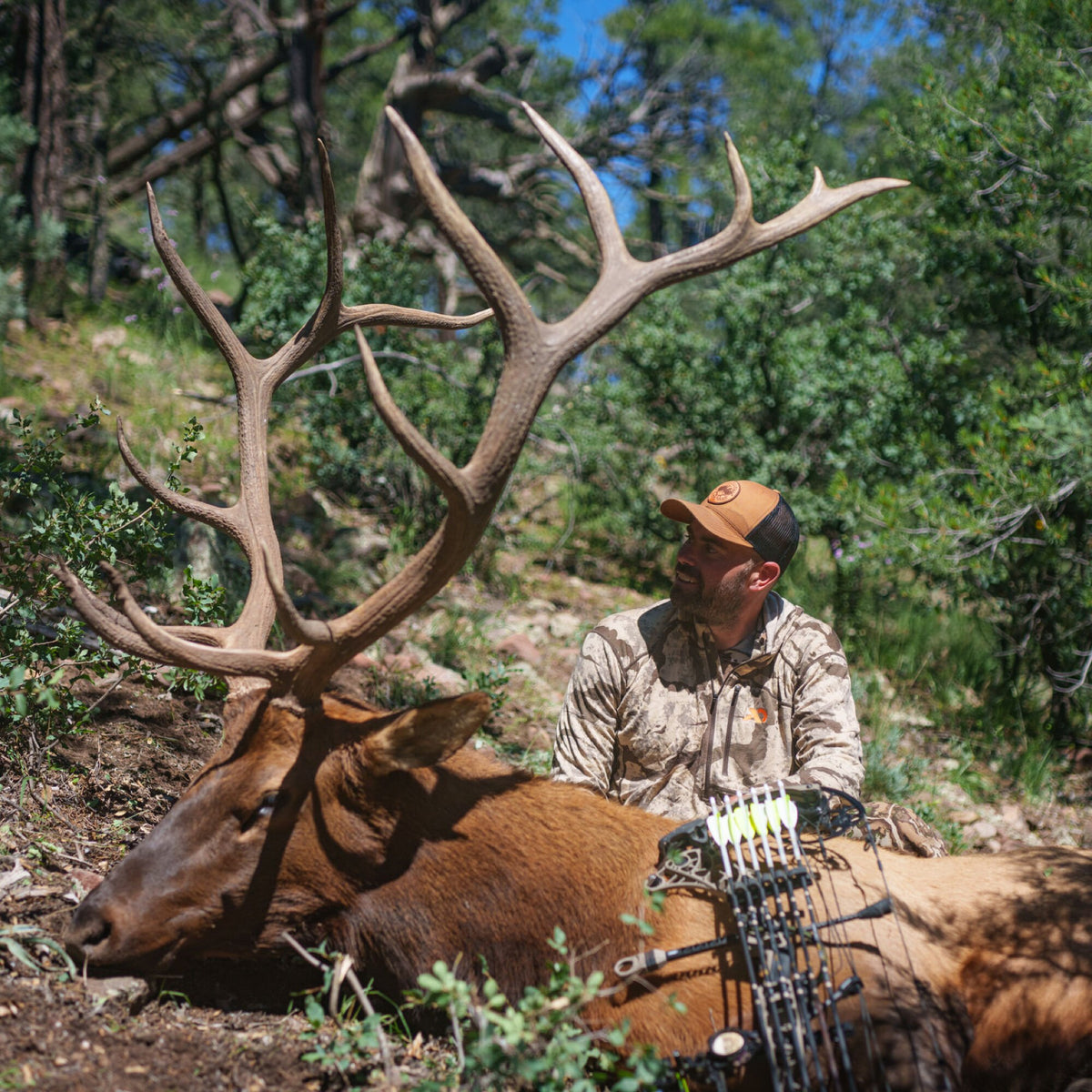 A brown bull elk with large branching antlers lies on the ground beside a hunter in camouflage and a bow.