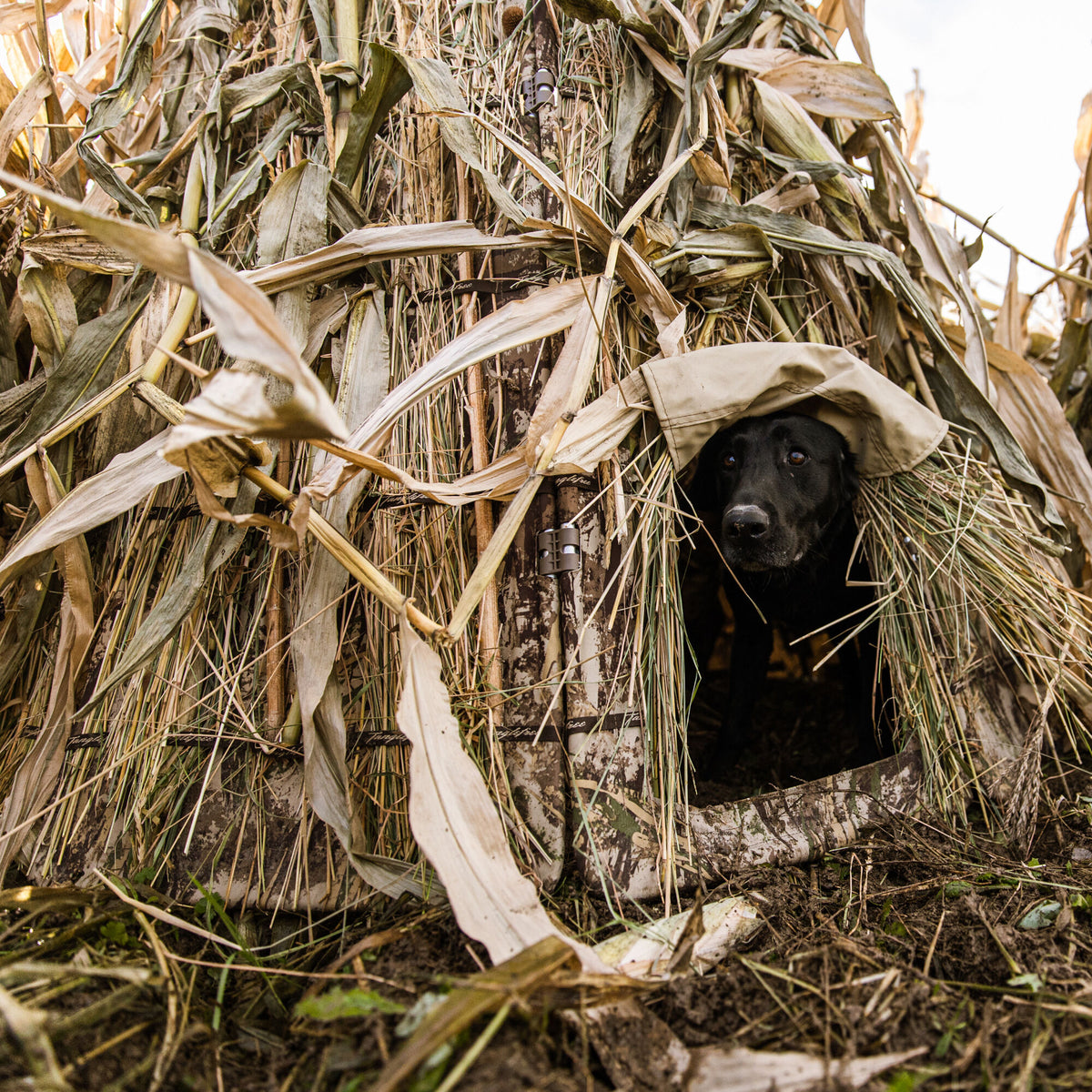 Tanglefree camouflage blind covered in corn stalks and reeds, with a black Labrador retriever peering from an opening beneath a tan fabric flap.