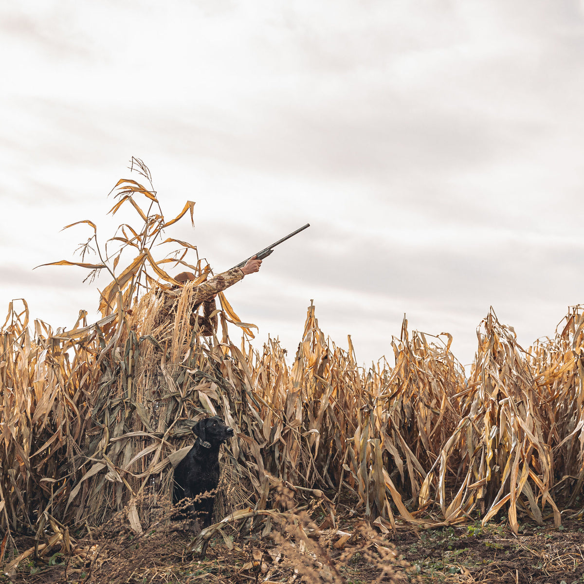 A hunter in camouflage aims a shotgun from a dry cornfield blind, with a black dog nearby.
