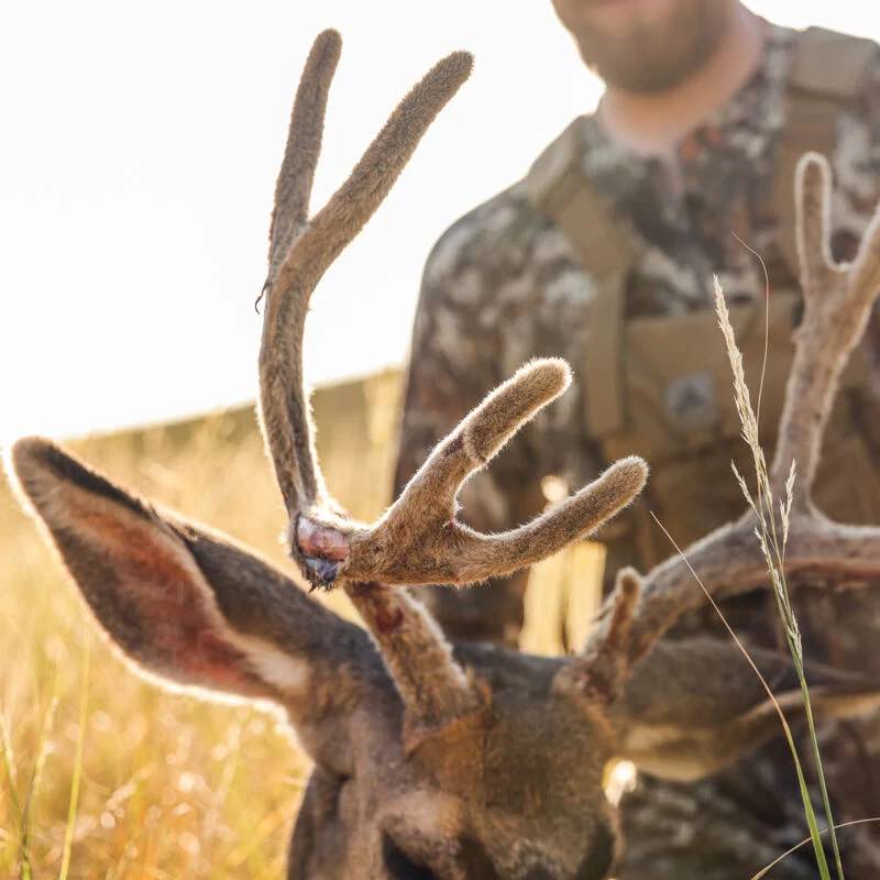 Brown buck with prominent velvet antlers; hunter in camo blurred in background.