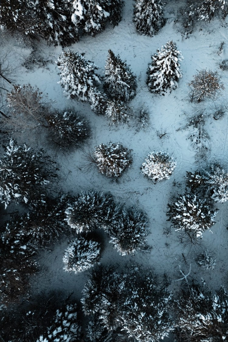Aerial view of a snowy forest with snow-covered evergreen trees.