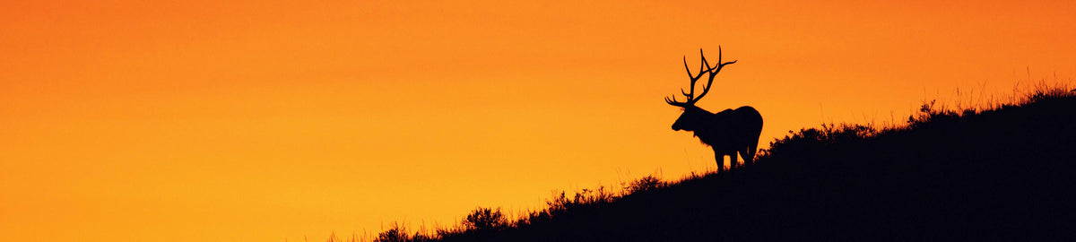 Elk silhouetted against a sunset on a hillside.