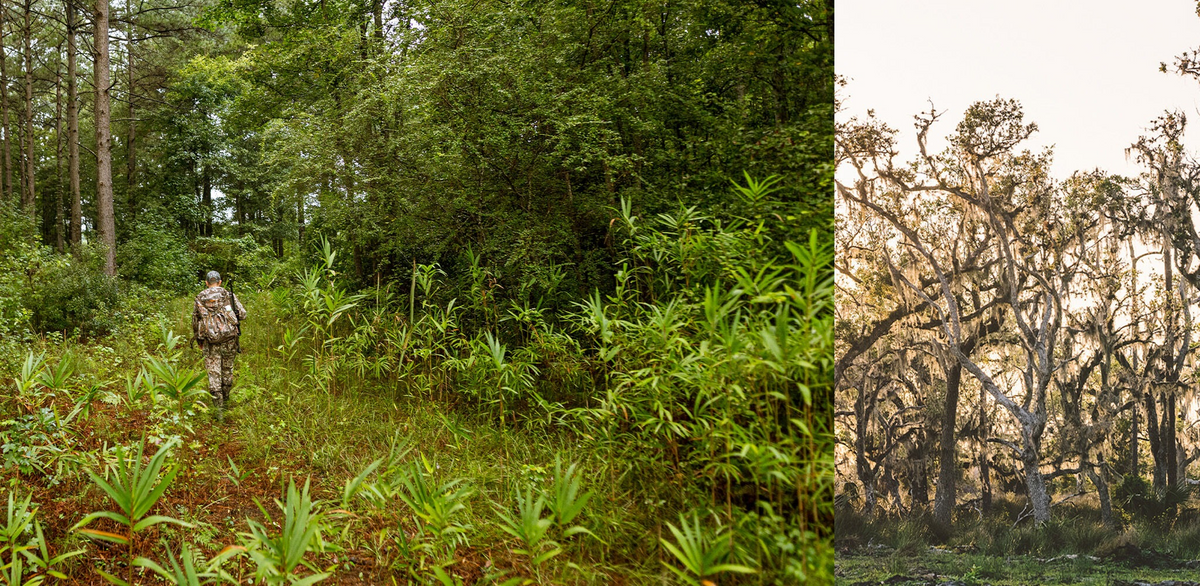 Camo-clad person with backpack walks through lush green forest with mossy trees.