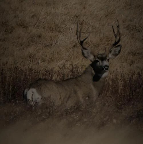 Brown mule deer with large antlers lying in dry grass.