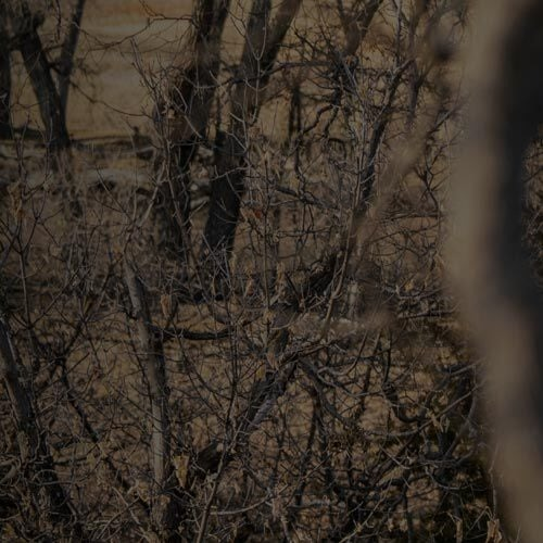 Brown/tan camouflage fabric blending into bare trees and brush.