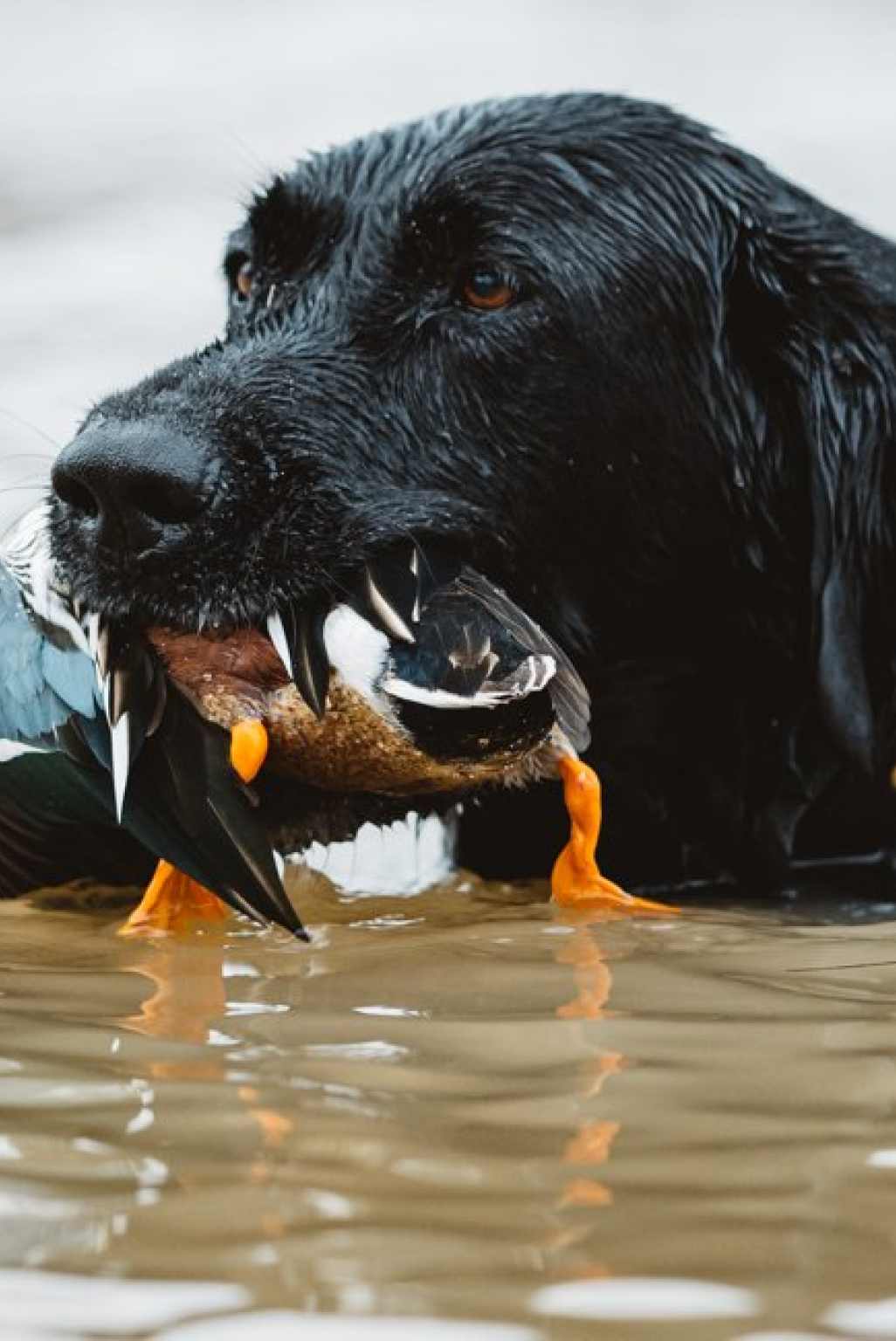 Black Lab retrieves colorful duck with orange feet from murky water.