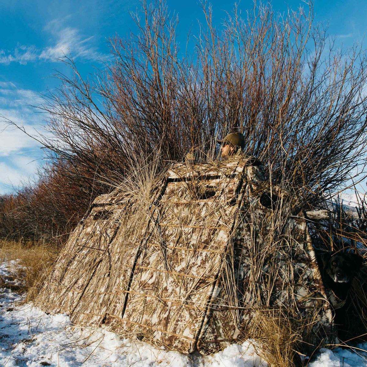 A multi-tone camouflage hunting blind, covered with dry grass and reeds, stands in a snowy field with a man and a black dog partially visible inside.