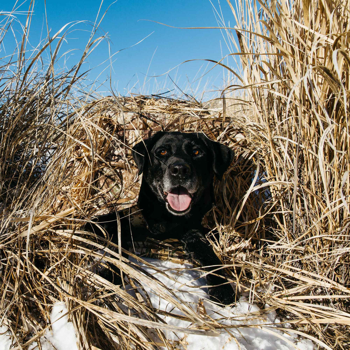 Camouflaged hunting blind of dry reeds and patterned fabric with a black Labrador dog looking out from it on snow.