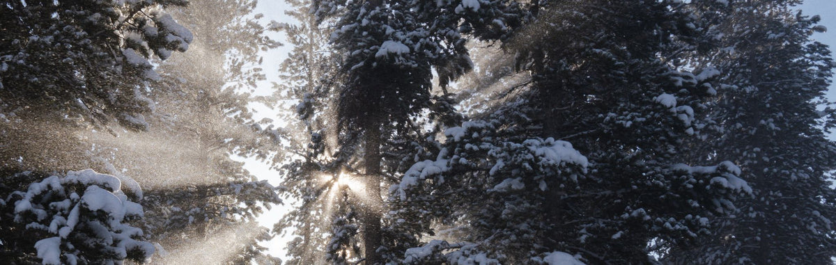 Sunlit snow-covered pines with falling snow illuminated by bright rays.