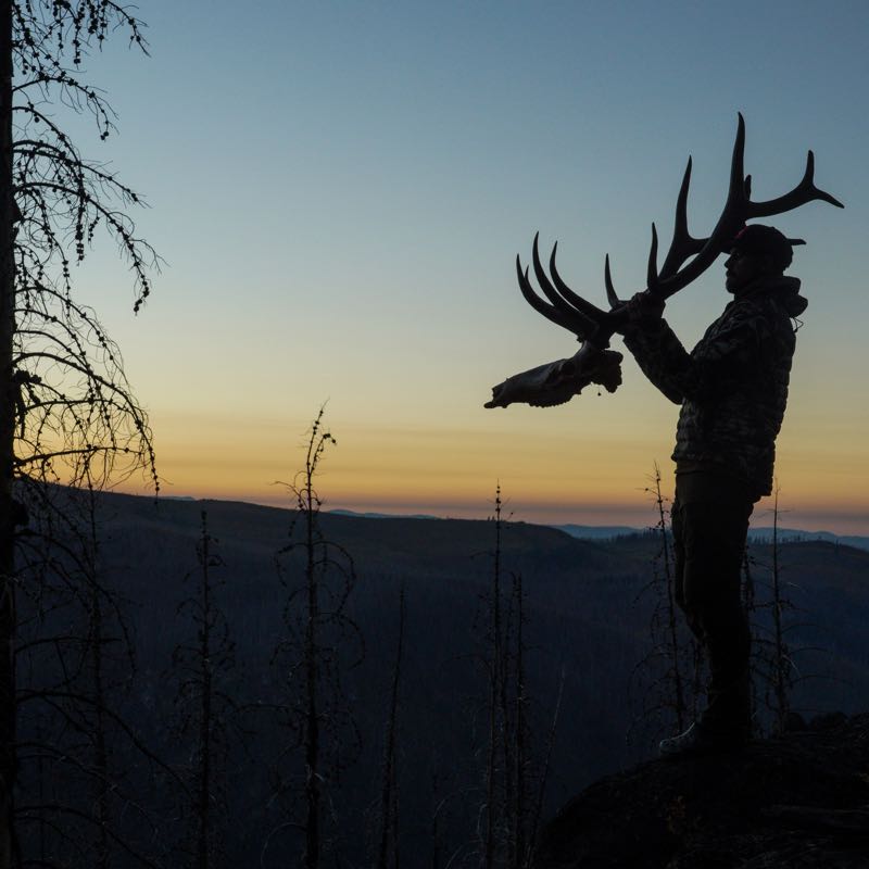 Silhouette of person holding large elk skull & antlers against orange-blue sunset.