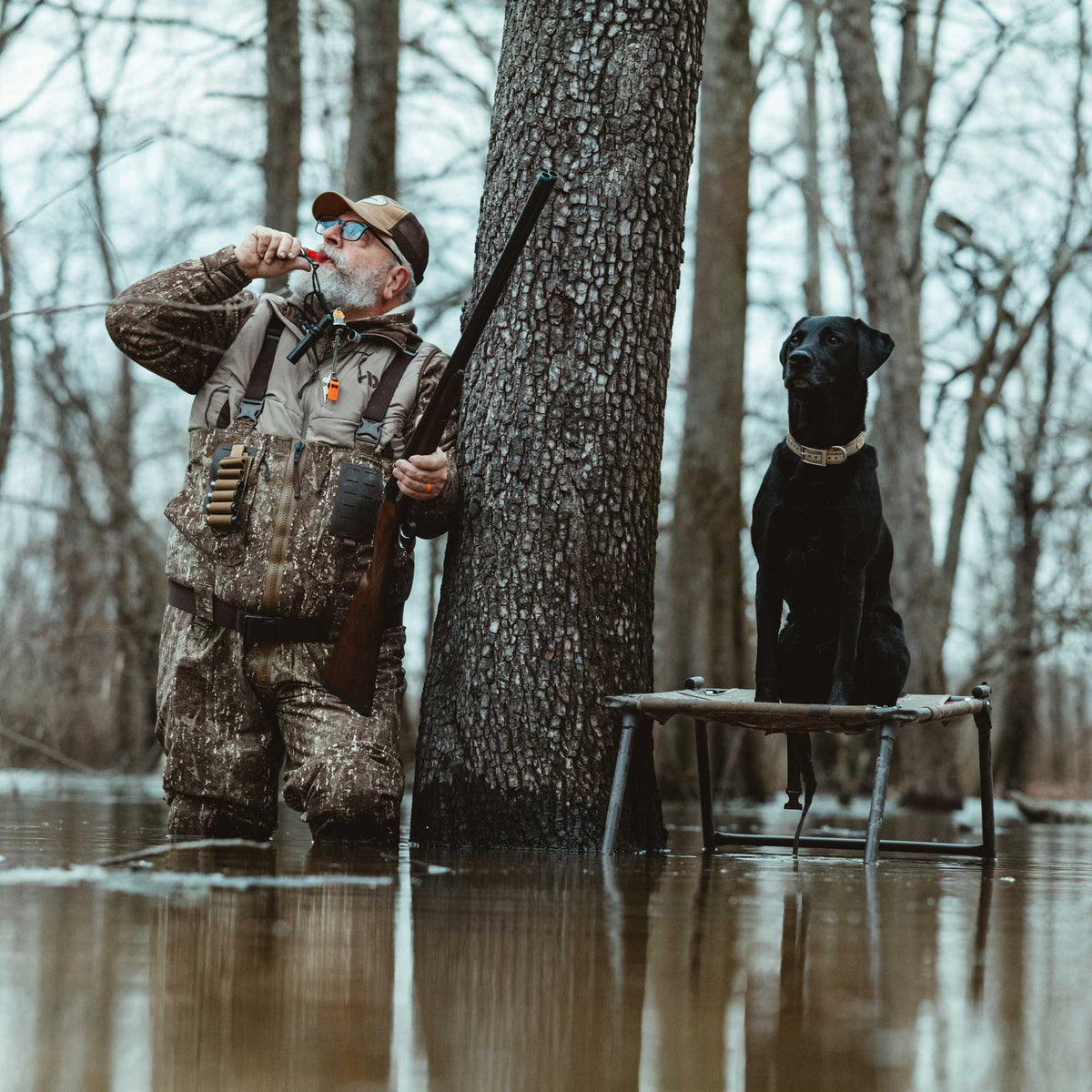 A man in camouflage chest waders with visible shotgun shells uses a duck call while holding a shotgun, next to a black Labrador on a portable dog stand in shallow water.