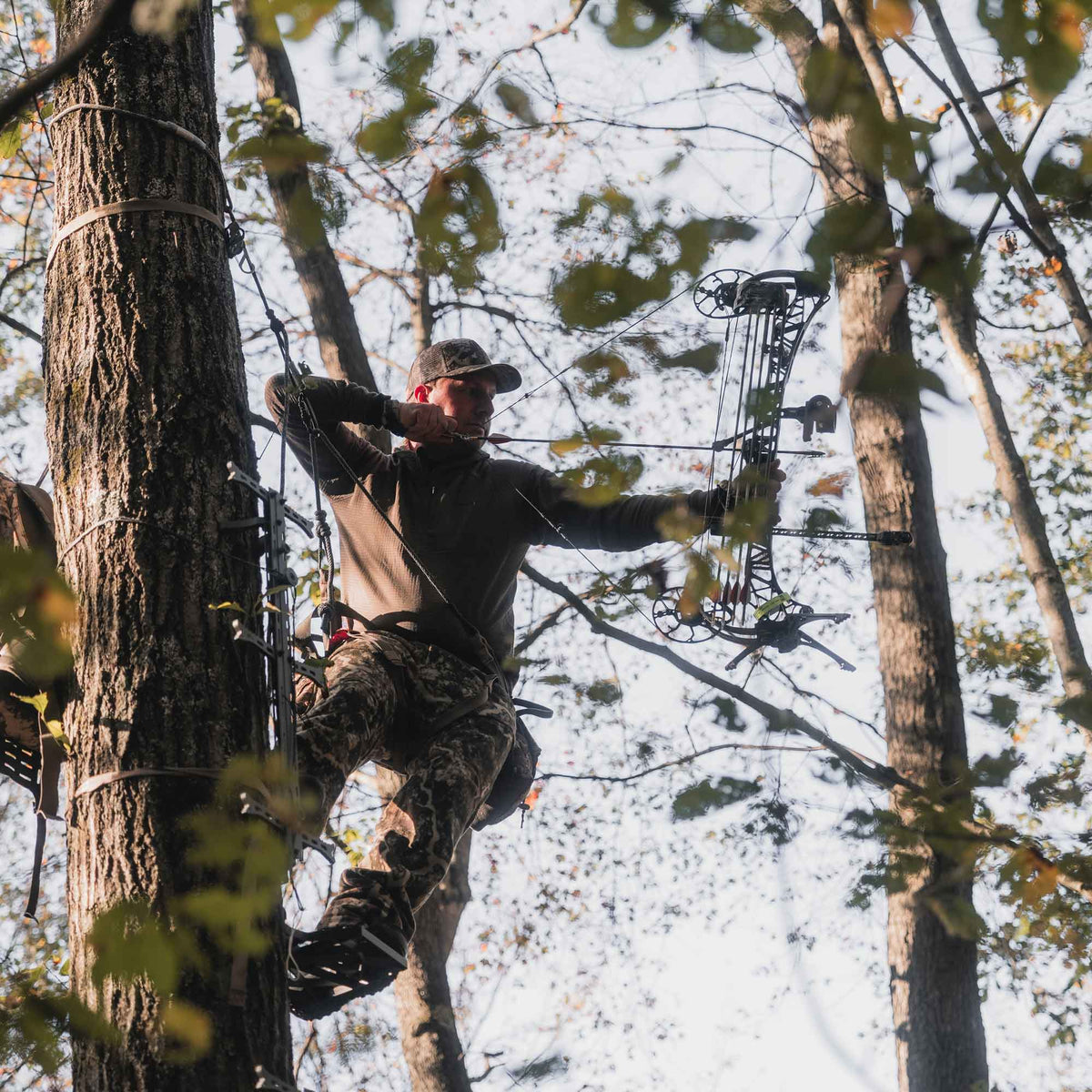 Man wearing a brown shirt and camo pants strapped in a tree aiming an arrow.