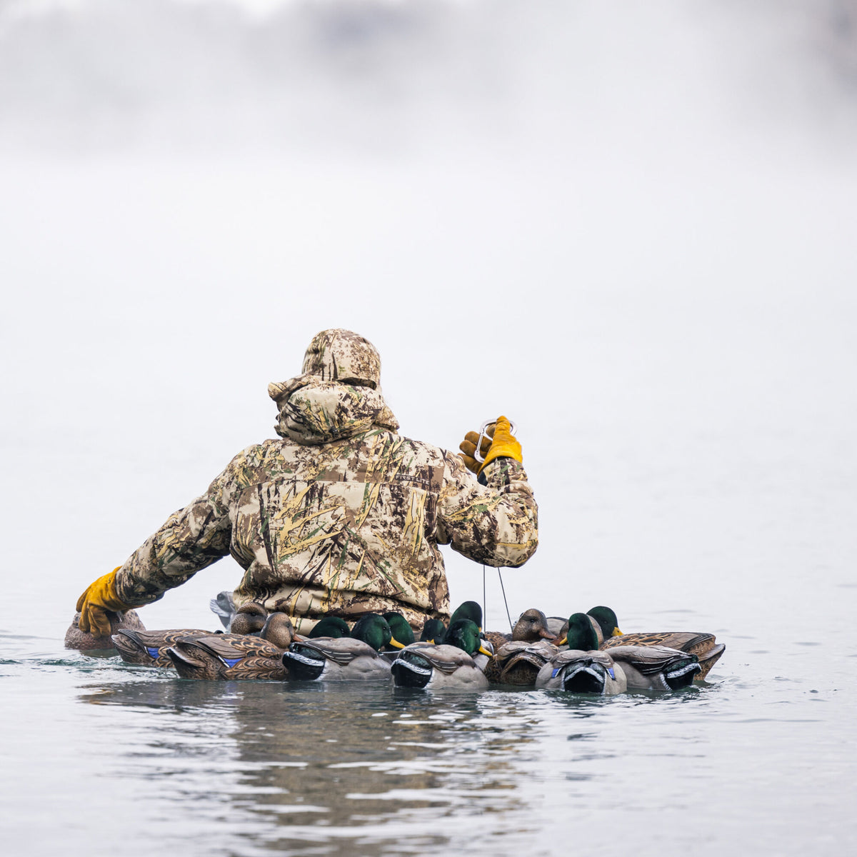 A hunter wearing a First Lite tan camouflage jacket and yellow gloves sets out realistic brown and green mallard duck decoys in calm water.