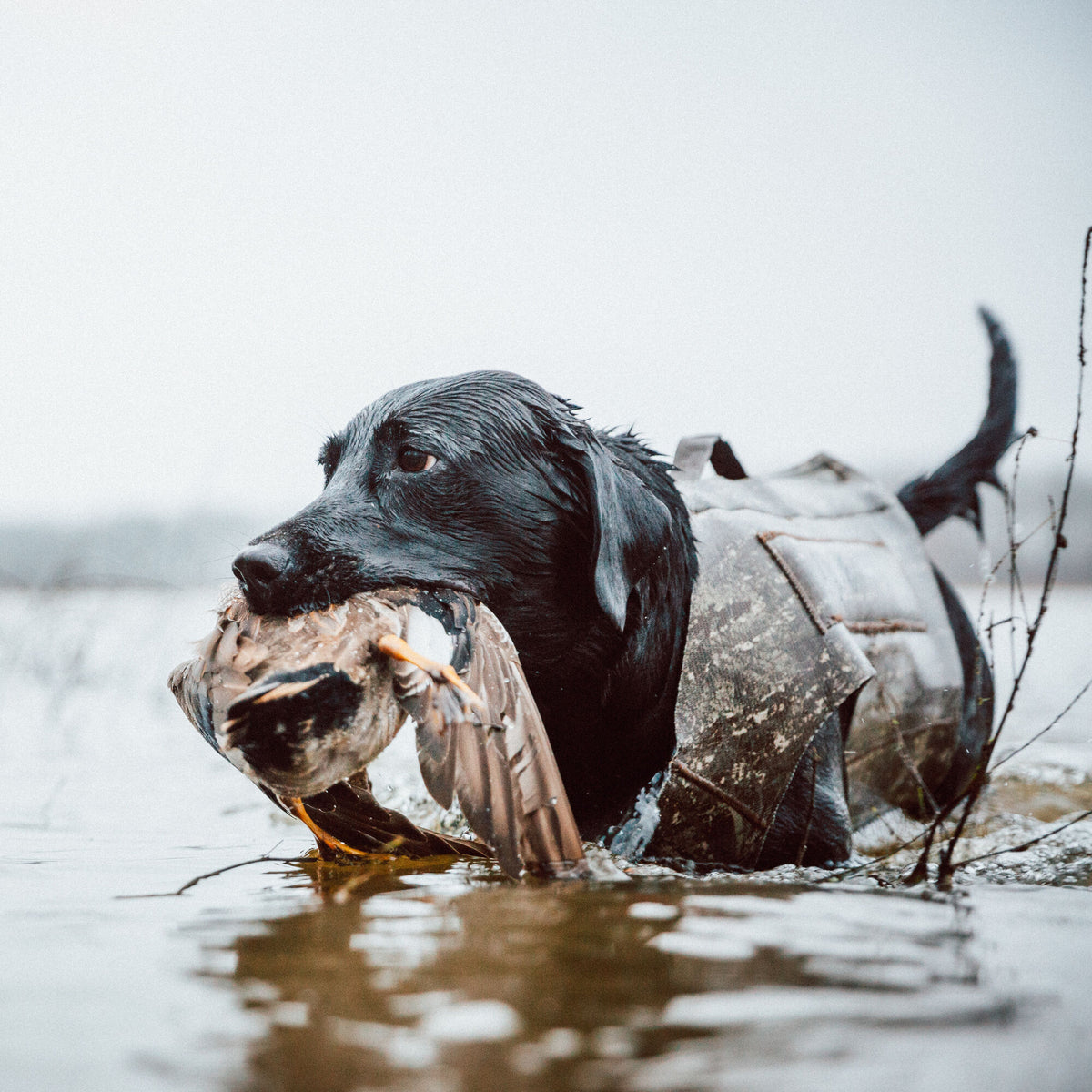 Wet black Labrador dog wearing a camouflage hunting vest, holding a retrieved duck in its mouth while standing in water.