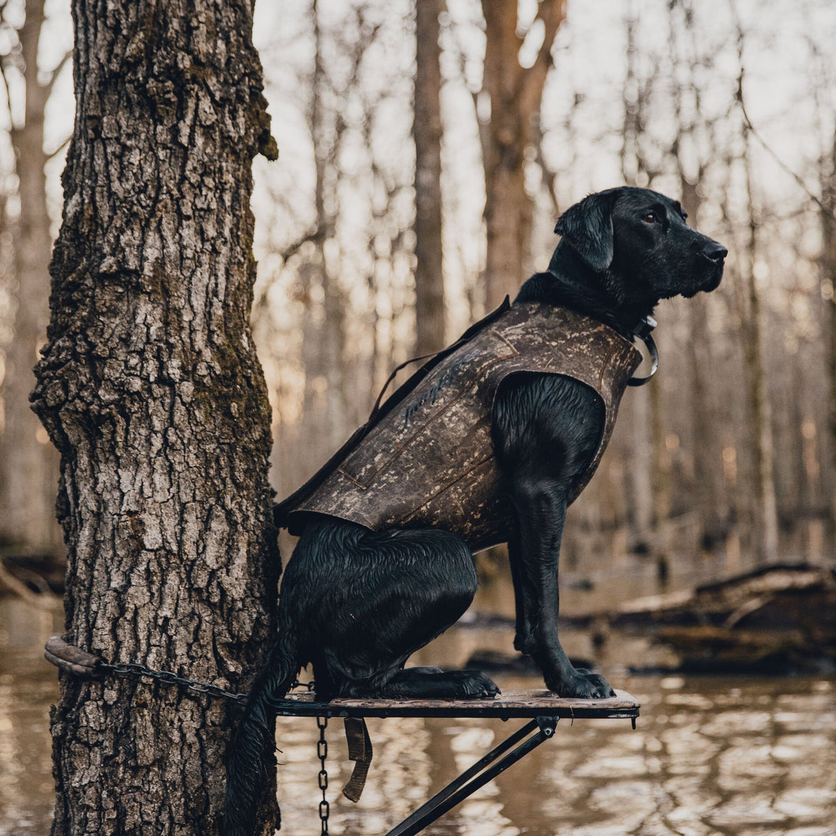 A black Labrador wearing a brown camouflage hunting vest sits on a black and wood dog stand chained to a tree in a swamp.