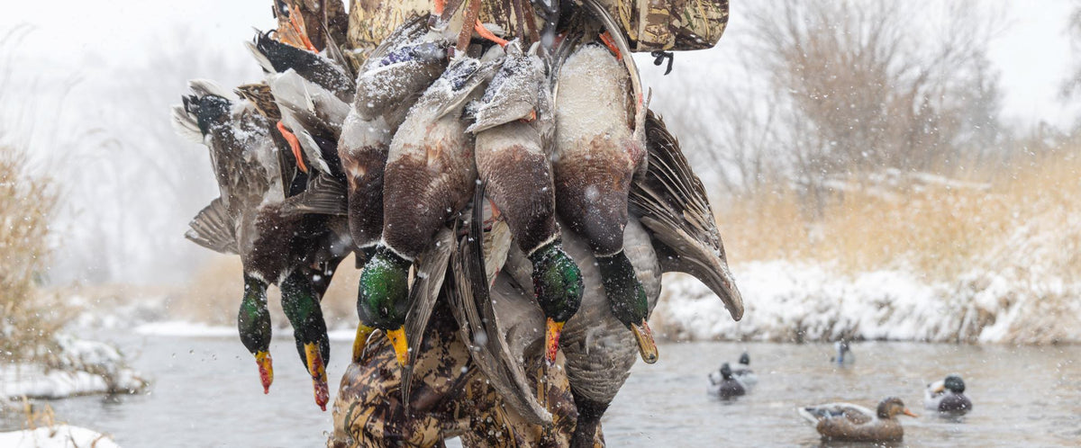 Snowy mallard ducks with green heads hang near a winter river.
