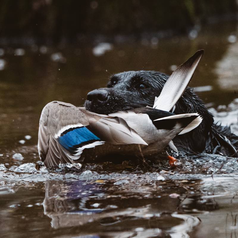 Black hunting dog carrying a mallard duck with a blue speculum from water.