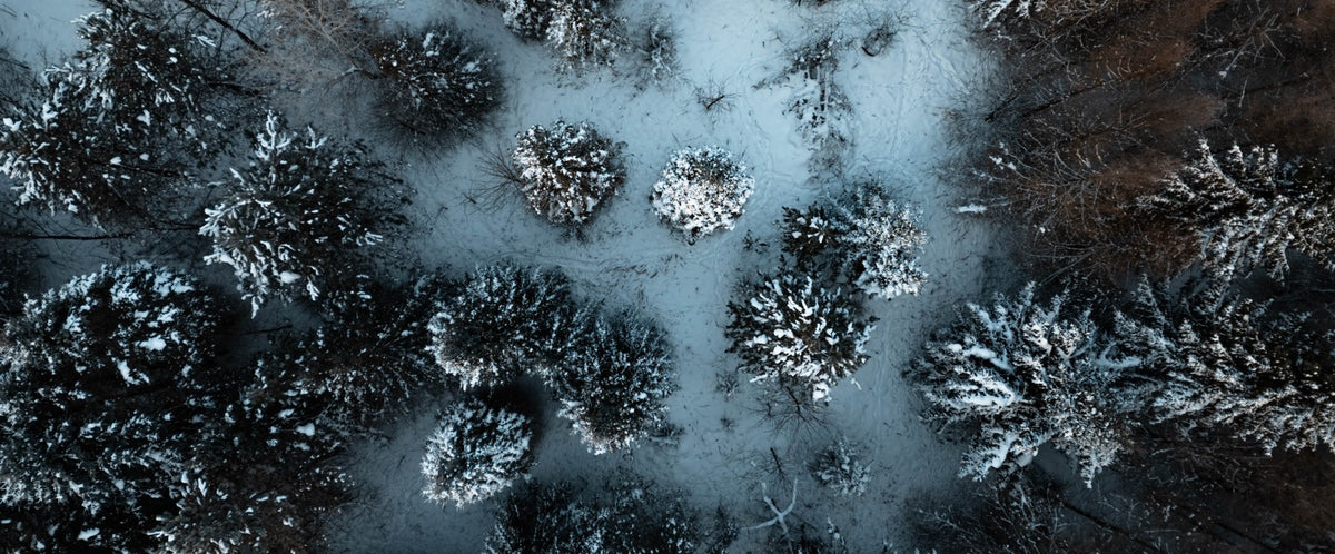 Aerial view of a snowy forest with snow-covered evergreen trees.